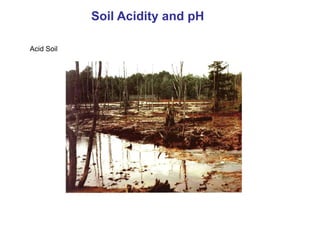 Soil Acidity and pH
Acid Soil
 