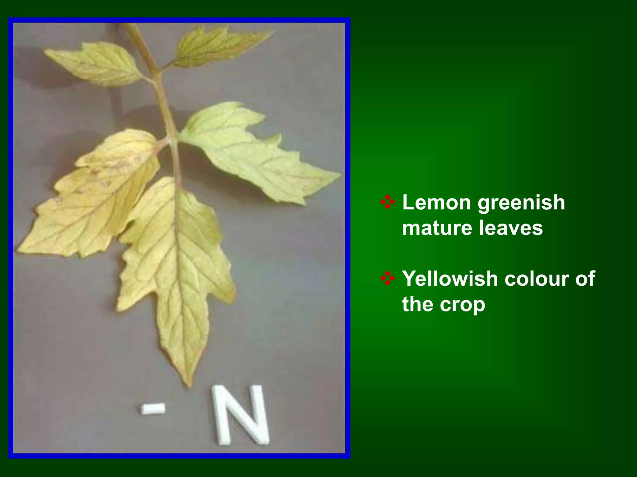  Lemon greenish 
mature leaves 
 Yellowish colour of 
the crop 
 