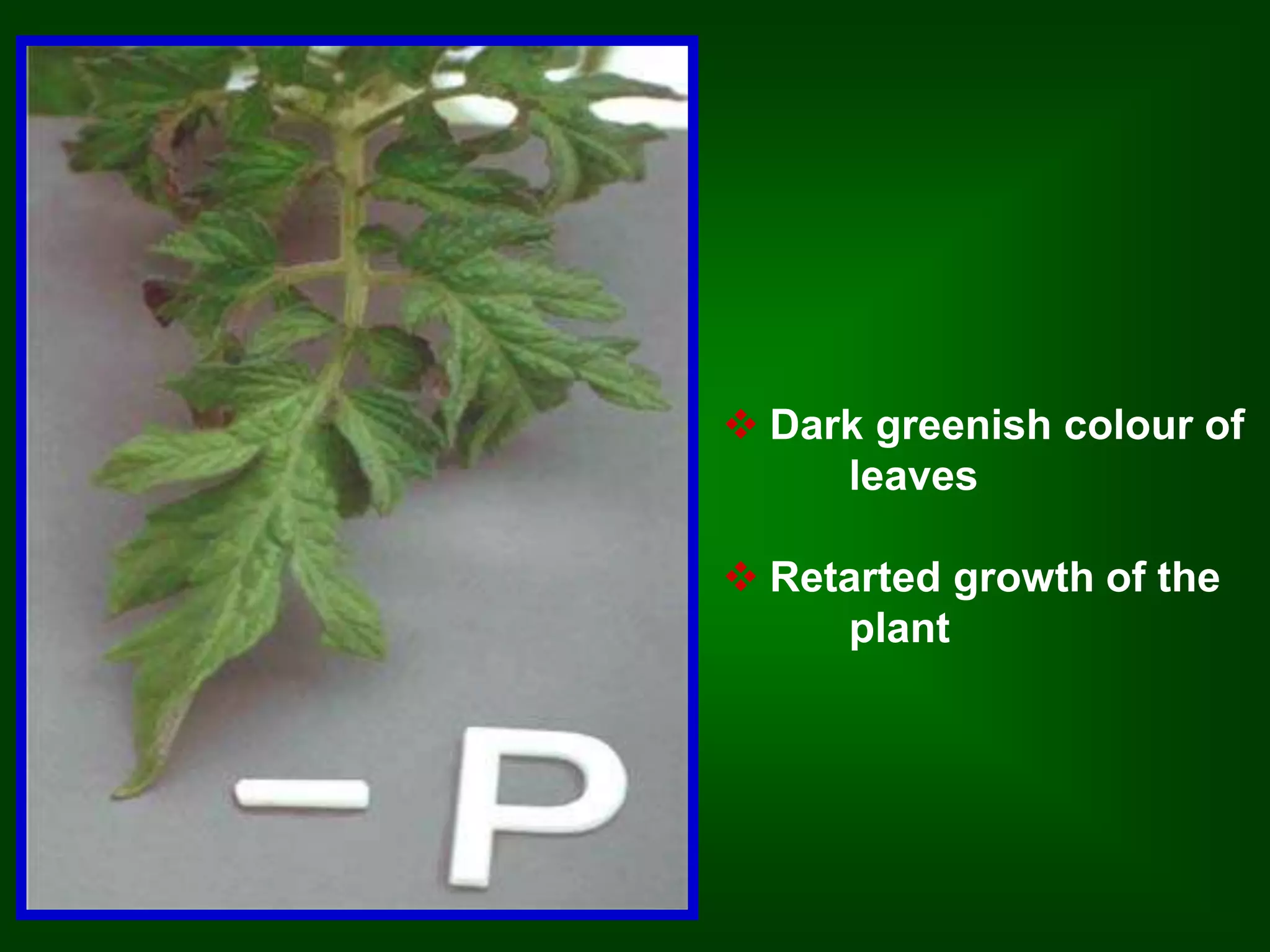  Dark greenish colour of 
leaves 
 Retarted growth of the 
plant 
 