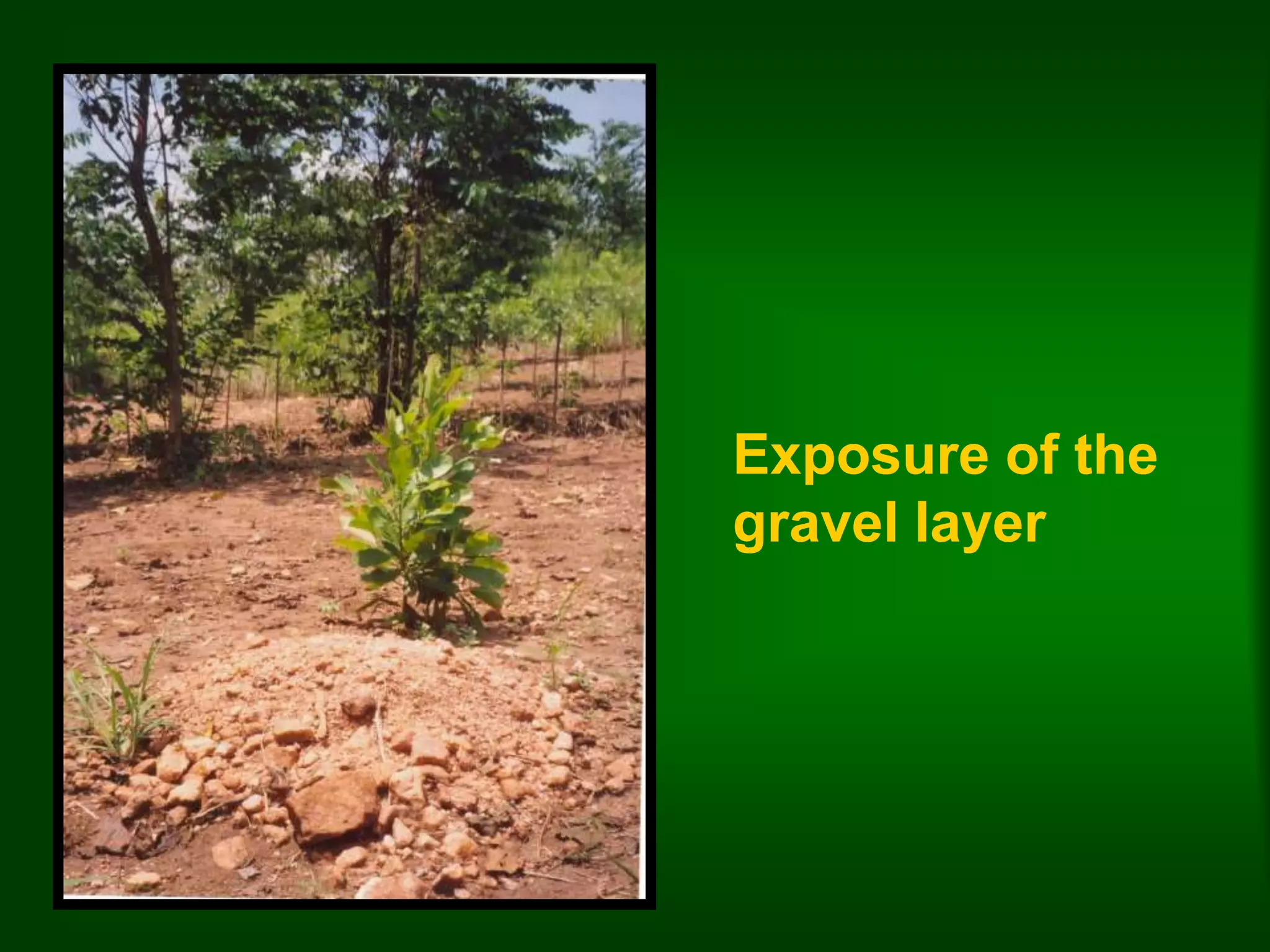 Exposure of the 
gravel layer 
 