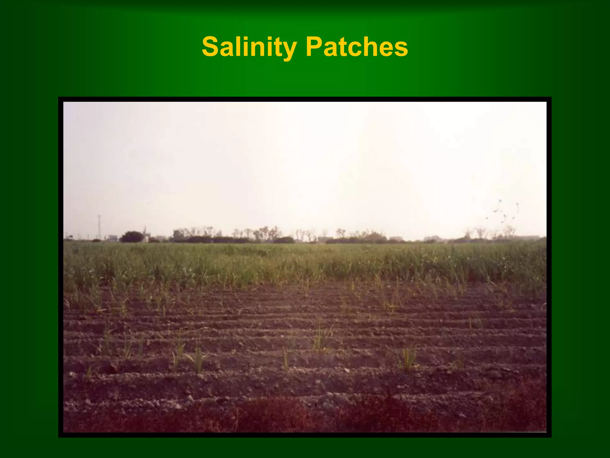 Salinity Patches 
 