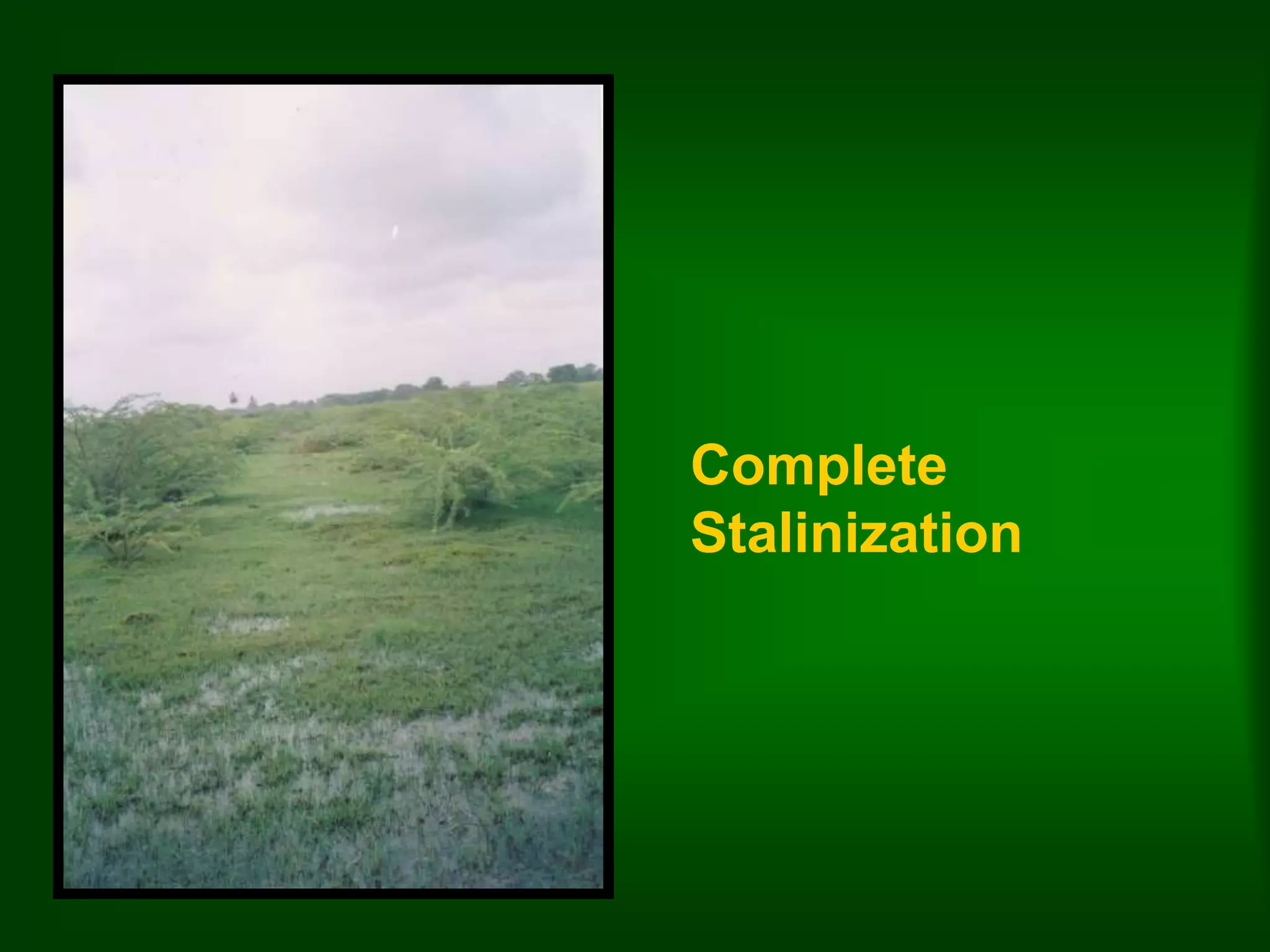 Complete 
Stalinization 
 