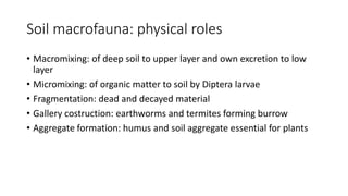 Soil macrofauna: physical roles
• Macromixing: of deep soil to upper layer and own excretion to low
layer
• Micromixing: of organic matter to soil by Diptera larvae
• Fragmentation: dead and decayed material
• Gallery costruction: earthworms and termites forming burrow
• Aggregate formation: humus and soil aggregate essential for plants
 