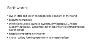 Earthworms
• Live in litter and soil in al except coldest regions of the world
• Ecosystem engineers
• Distinction: Epigeic (surface dwellers, phytophagous), Anecic
(Geophytophagous, subvertical galleries) and Anecic (Unpigmented,
Geophagous)
• Epigeic: composting earthworm
• Anecic: gallery forming earthworm near earthsurface
 