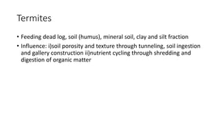 Termites
• Feeding dead log, soil (humus), mineral soil, clay and silt fraction
• Influence: i)soil porosity and texture through tunneling, soil ingestion
and gallery construction ii)nutrient cycling through shredding and
digestion of organic matter
 