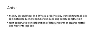 Ants
• Modify soil chemical and physical properties by transporting food and
soil materials during feeding and mound and gallery construction
• Nest construction: incorporation of large amounts of organic matter
and nutrients into soil
 