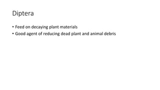 Diptera
• Feed on decaying plant materials
• Good agent of reducing dead plant and animal debris
 
