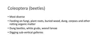 Coleoptera (beetles)
• Most diverse
• Feeding on fungi, plant roots, buried wood, dung, corpses and other
rotting organic matter
• Dung beetles, white grubs, weevil larvae
• Digging sub-vertical galleries
 