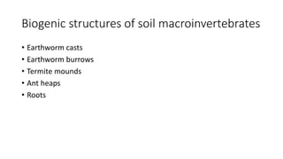 Biogenic structures of soil macroinvertebrates
• Earthworm casts
• Earthworm burrows
• Termite mounds
• Ant heaps
• Roots
 