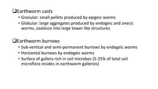 Earthworm casts
• Granular: small pellets produced by epigeic worms
• Globular: large aggregates produced by endogeic and anecic
worms, coalesce into large tower like structures
Earthworm burrows
• Sub-vertical and semi-permanent burrows by endogeic worms
• Horizontal burrows by endogeic worms
• Surface of gallery rich in soil microbes (5-25% of total soil
microflora resides in earthworm galleries)
 