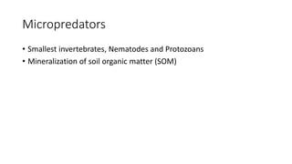 Micropredators
• Smallest invertebrates, Nematodes and Protozoans
• Mineralization of soil organic matter (SOM)
 