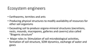 Ecosystem engineers
• Earthworms, termites and ants
• Producing physical structures to modify availability of resources for
other soil organisms
• Excavating soil to produce organo-mineral structures (excretions,
nests, mounds, macropores, galleries and caverns) also called
“Biogenic structure”
• Major roles in: Stimulation of soil microbiological activities,
formation of soil structure, SOM dynamics, exchange of water and
gases
 