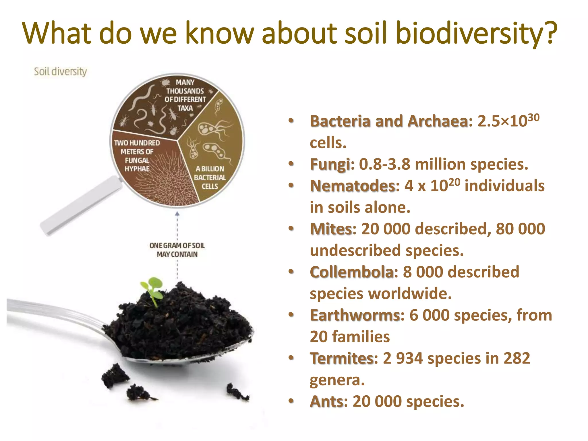 Soil biodiversity Global Report - Cuevas | PPTX