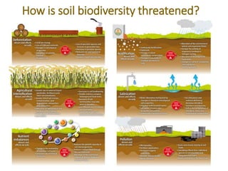Soil biodiversity Global Report - Cuevas | PPTX