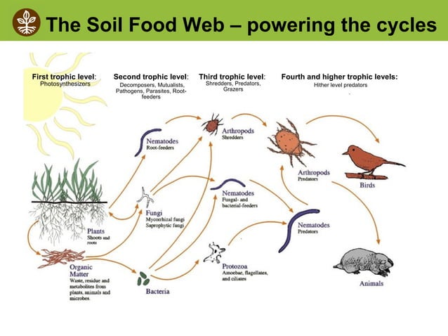 Soil Biology