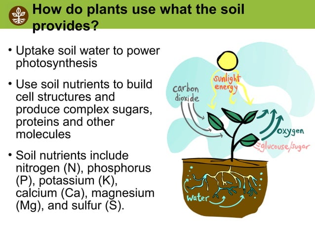 Soil Biology