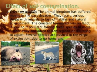  Effect on wildlife: The animal kingdom has suffered
mostly in the past decades. They face a serious
threat with regards to loss of habitat and natural
environment. The constant human activity on land,
is leaving it polluted; forcing these species to move
further away and adapt to new regions or die trying
to adjust. Several species are pushed to the verge
of extinction, due to no homeland.
8/19/2015 18
 