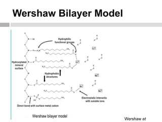 Wershaw Bilayer Model
Wershaw et
 