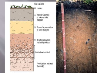 Soil FOR CLASS 7 AND ABOVE | PPTX