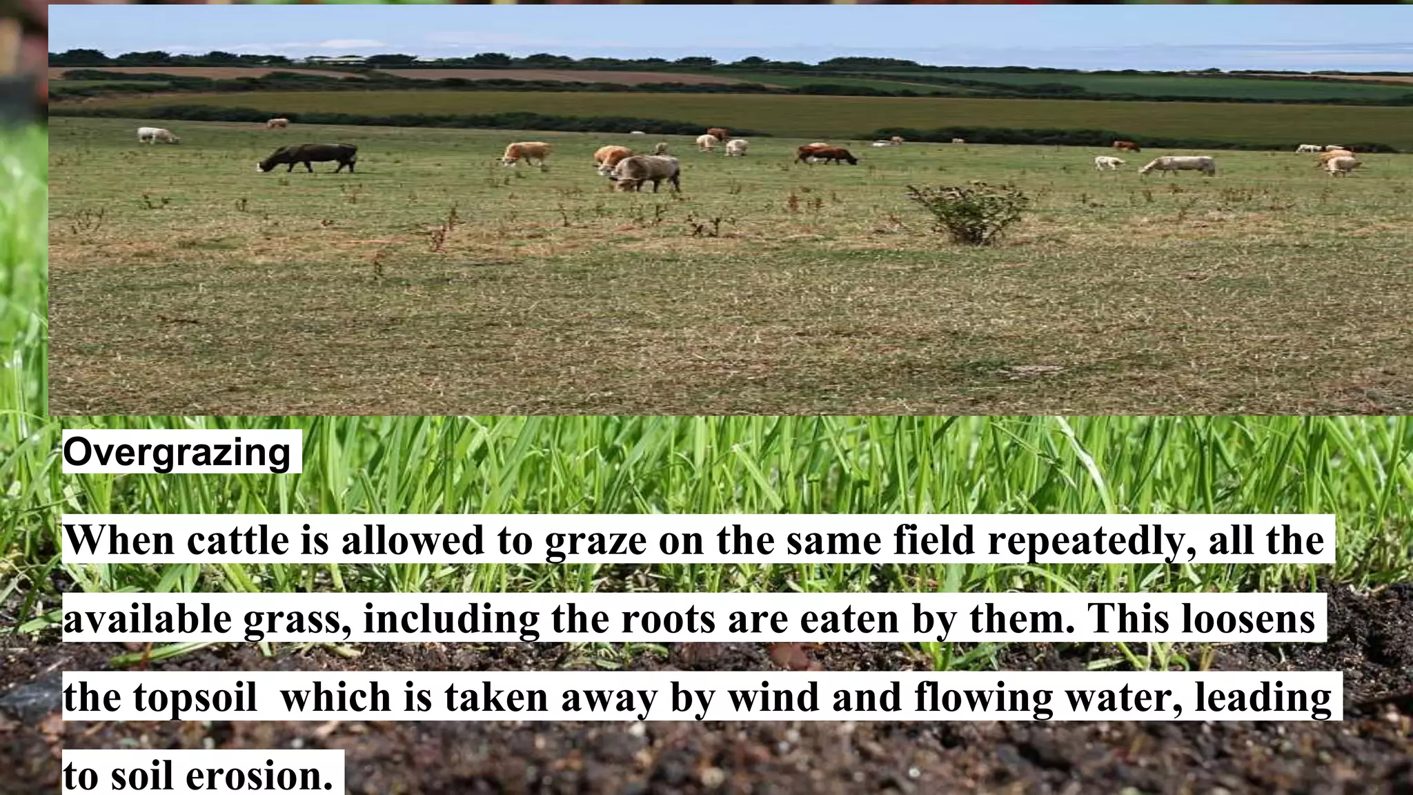 Overgrazing
When cattle is allowed to graze on the same field repeatedly, all the
available grass, including the roots are eaten by them. This loosens
the topsoil which is taken away by wind and flowing water, leading
to soil erosion.
 