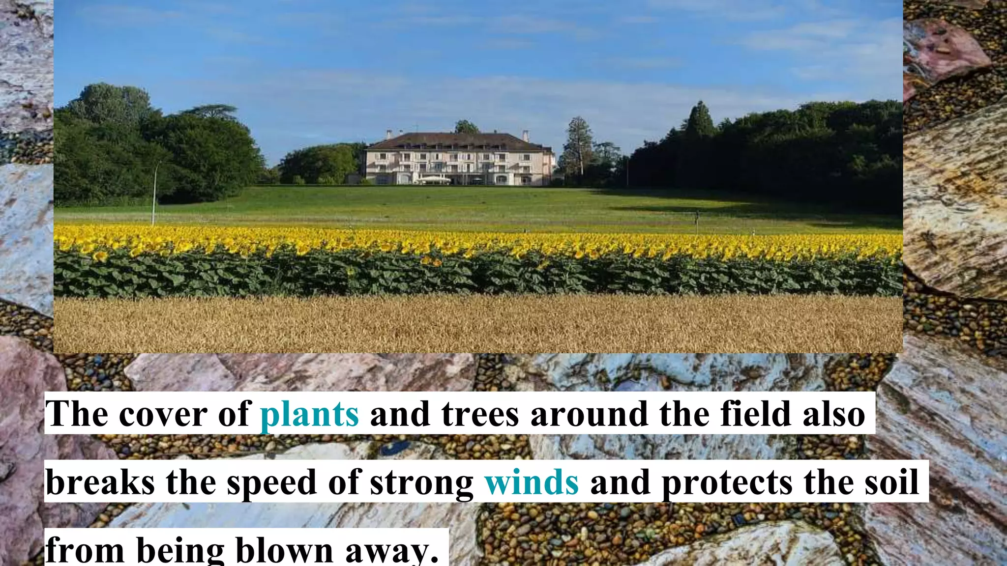The cover of plants and trees around the field also
breaks the speed of strong winds and protects the soil
from being blown away.
 