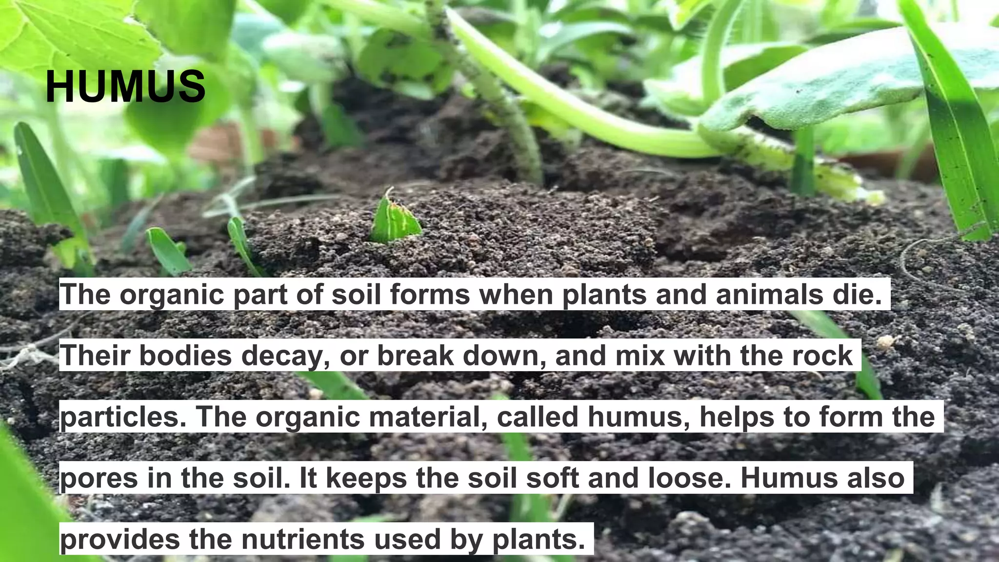 HUMUS
The organic part of soil forms when plants and animals die.
Their bodies decay, or break down, and mix with the rock
particles. The organic material, called humus, helps to form the
pores in the soil. It keeps the soil soft and loose. Humus also
provides the nutrients used by plants.
 