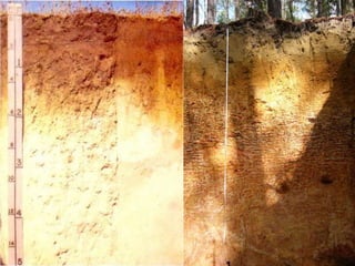 11 
Types of vascular tissue-xylem 
 