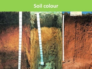 Soil colour 
9 
 