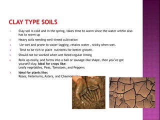 1. Clay soil is cold and in the spring, takes time to warm since the water within also
has to warm up
2. Heavy soils needing well-timed cultivation
3. Lie wet and prone to water logging ,retains water , sticky when wet.
4. Tend to be rich in plant nutrients for better growth.
5. Should not be worked when wet Need regular liming
6. Rolls up easily, and forms into a ball or sausage-like shape, then you’ve got
yourself clay. Ideal for crops like:
Leafy vegetables, Peas, Tomatoes, and Peppers
7. Ideal for plants like:
Roses, Heleniums, Asters, and Chaenomeles
 