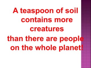 A teaspoon of soil
contains more
creatures
than there are people
on the whole planet!
 