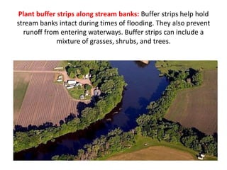 Plant buffer strips along stream banks: Buffer strips help hold
stream banks intact during times of flooding. They also prevent
runoff from entering waterways. Buffer strips can include a
mixture of grasses, shrubs, and trees.
 