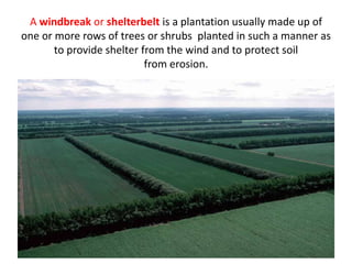 A windbreak or shelterbelt is a plantation usually made up of
one or more rows of trees or shrubs planted in such a manner as
to provide shelter from the wind and to protect soil
from erosion.
 