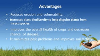 Advantages
• Reduces erosion and vulnerability.
• Increases plant biodiversity to help disguise plants from
insect species.
• Improves the overall health of crops and decreases
chance of disease.
• It minimizes pest problems and improves soil fertility
 