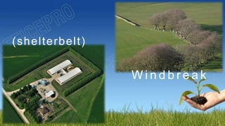 W i n d b r e a k
(shelterbelt)
 