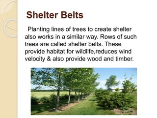 Shelter Belts
Planting lines of trees to create shelter
also works in a similar way. Rows of such
trees are called shelter belts. These
provide habitat for wildlife,reduces wind
velocity & also provide wood and timber.
 