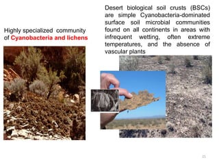 Highly specialized community
of Cyanobacteria and lichens
Desert biological soil crusts (BSCs)
are simple Cyanobacteria-dominated
surface soil microbial communities
found on all continents in areas with
infrequent wetting, often extreme
temperatures, and the absence of
vascular plants
21
 