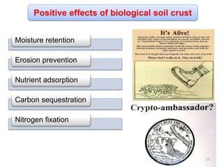 Positive effects of biological soil crust
Moisture retention
Erosion prevention
Nutrient adsorption
Carbon sequestration
Nitrogen fixation
25
 