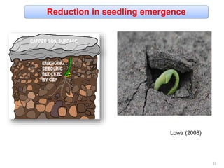 Reduction in seedling emergence
Lowa (2008)
33
 