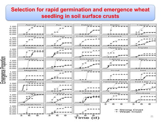 Selection for rapid germination and emergence wheat
seedling in soil surface crusts
35
 