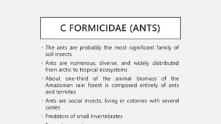 C FORMICIDAE (ANTS)
• The ants are probably the most significant family of
soil insects
• Ants are numerous, diverse, and widely distributed
from arctic to tropical ecosystems
• About one-third of the animal biomass of the
Amazonian rain forest is composed entirely of ants
and termites
• Ants are social insects, living in colonies with several
castes
• Predators of small invertebrates
 