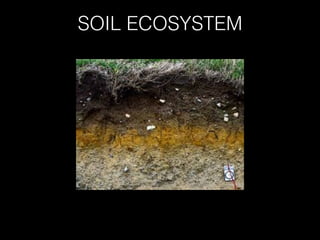 SOIL ECOSYSTEM

 