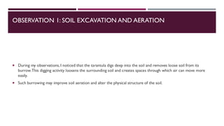 OBSERVATION 1: SOIL EXCAVATION AND AERATION
 During my observations, I noticed that the tarantula digs deep into the soil and removes loose soil from its
burrow.This digging activity loosens the surrounding soil and creates spaces through which air can move more
easily.
 Such burrowing may improve soil aeration and alter the physical structure of the soil.
 