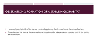 OBSERVATION 2: FORMATION OF A STABLE MICROHABITAT
 I observed that the inside of the burrow remained cooler and slightly more humid than the soil surface.
 The soil around the burrow also appeared to retain moisture for a longer period, reducing rapid drying during
warm conditions.
 