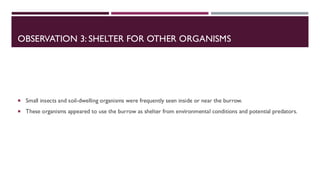 OBSERVATION 3: SHELTER FOR OTHER ORGANISMS
 Small insects and soil-dwelling organisms were frequently seen inside or near the burrow.
 These organisms appeared to use the burrow as shelter from environmental conditions and potential predators.
 