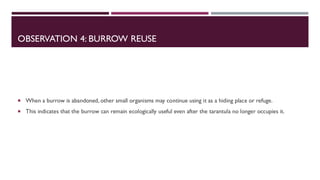 OBSERVATION 4: BURROW REUSE
 When a burrow is abandoned, other small organisms may continue using it as a hiding place or refuge.
 This indicates that the burrow can remain ecologically useful even after the tarantula no longer occupies it.
 