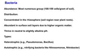 Bacteria
Abundance: Most numerous group (108-109 cells/gram of soil).
Distribution:
Concentrated in the rhizosphere (soil region near plant roots).
Abundant in surface soil layers due to higher organic matter.
Thrive in neutral to slightly alkaline pH.
Types:
Heterotrophic (e.g., Pseudomonas, Bacillus)
Autotrophic (e.g., nitrifying bacteria like Nitrosomonas, Nitrobacter)
 