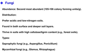 ❖ Fungi
Abundance: Second most abundant (105-106 colony forming units/g).
Distribution:
Prefer acidic and low-nitrogen soils.
Found in both surface and deeper soil layers.
Thrive in soils with high cellulose/lignin content (e.g., forest soils).
Types:
Saprophytic fungi (e.g., Aspergillus, Penicillium)
Mycorrhizal fungi (e.g., Glomus, Rhizophagus)
 