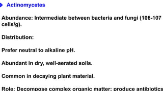 ❖ Actinomycetes
Abundance: Intermediate between bacteria and fungi (106-107
cells/g).
Distribution:
Prefer neutral to alkaline pH.
Abundant in dry, well-aerated soils.
Common in decaying plant material.
Role: Decompose complex organic matter; produce antibiotics
 