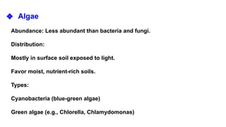 ❖ Algae
Abundance: Less abundant than bacteria and fungi.
Distribution:
Mostly in surface soil exposed to light.
Favor moist, nutrient-rich soils.
Types:
Cyanobacteria (blue-green algae)
Green algae (e.g., Chlorella, Chlamydomonas)
 