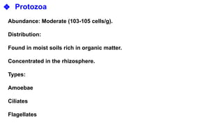 ❖ Protozoa
Abundance: Moderate (103-105 cells/g).
Distribution:
Found in moist soils rich in organic matter.
Concentrated in the rhizosphere.
Types:
Amoebae
Ciliates
Flagellates
 